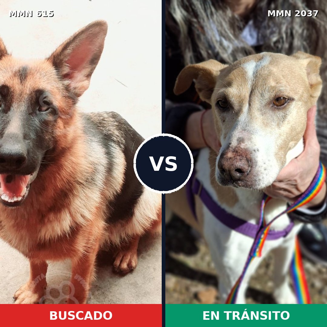 Comparativa MMS 51803: mascota perdida y mascota encontrada, 43% de similitud