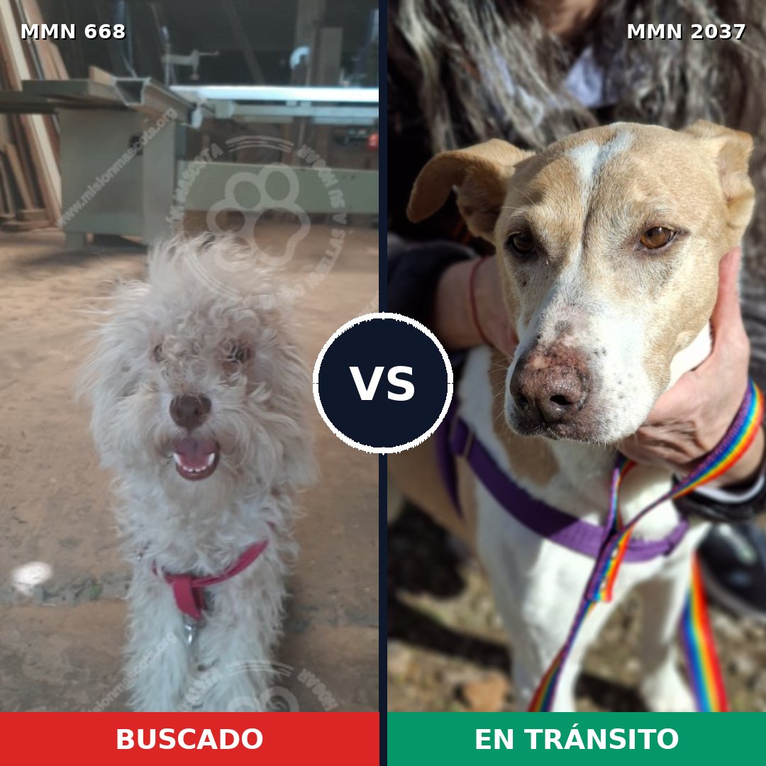 Comparativa MMS 51805: mascota perdida y mascota encontrada, 53% de similitud