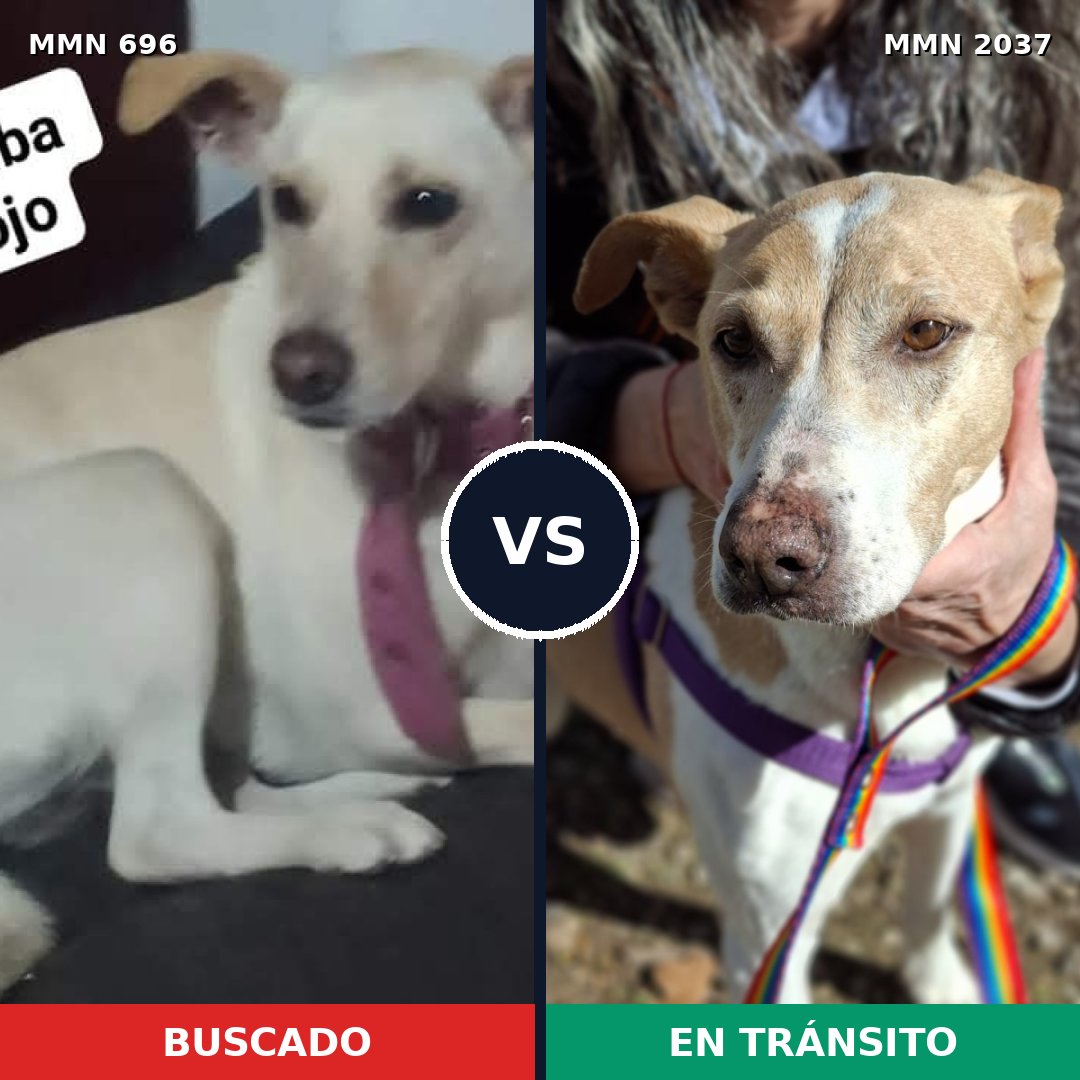 Comparativa MMS 51806: mascota perdida y mascota encontrada, 55% de similitud