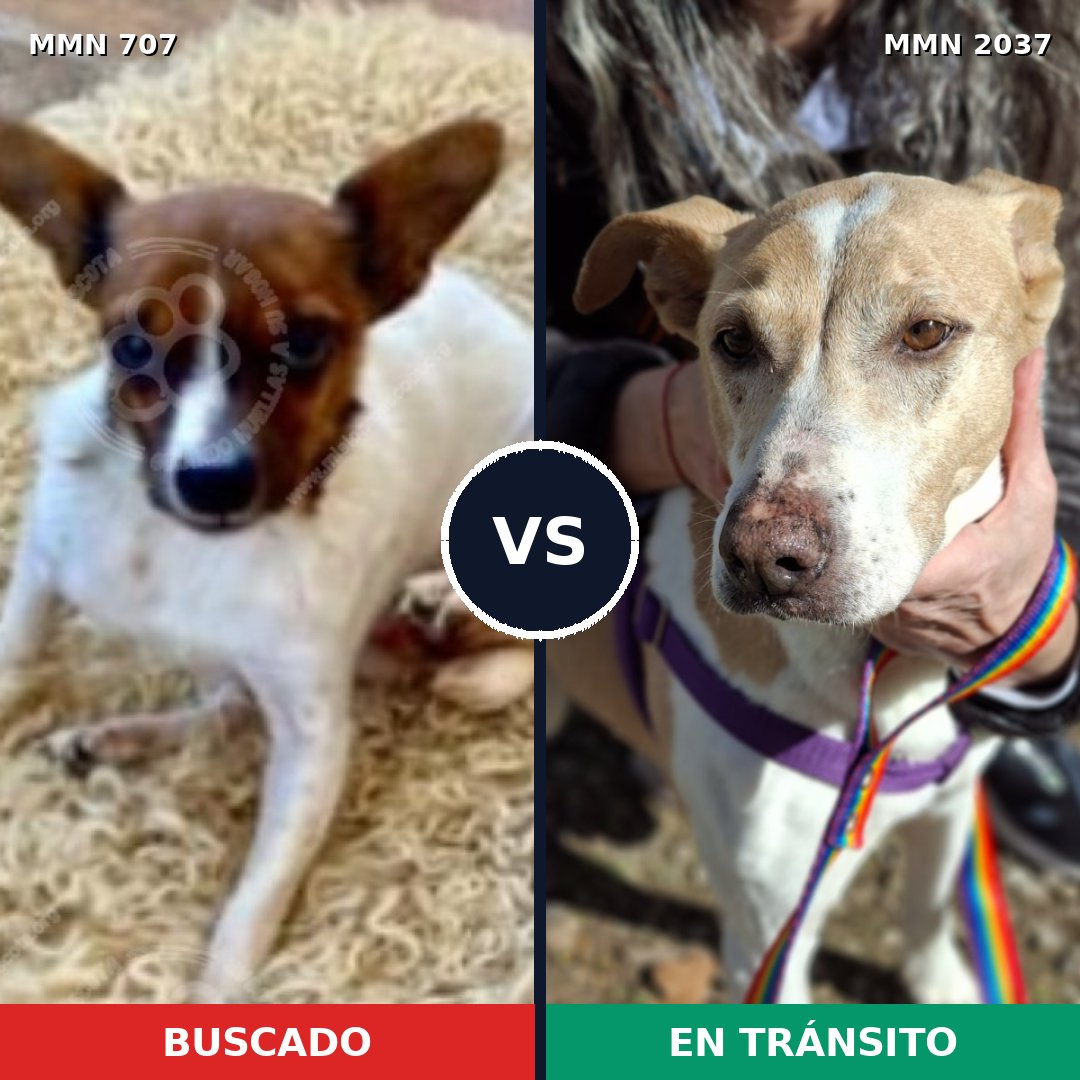 Comparativa MMS 51807: mascota perdida y mascota encontrada, 35% de similitud