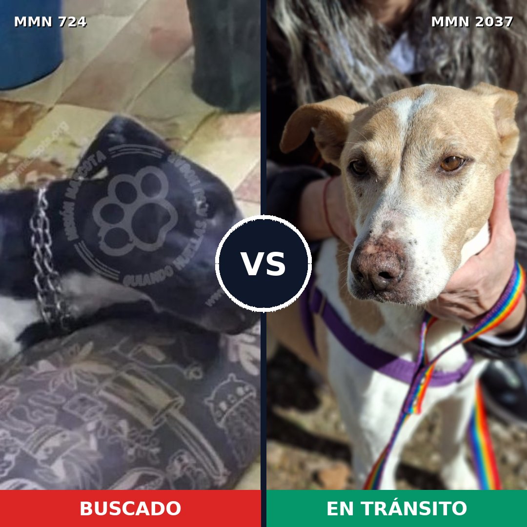 Comparativa MMS 51808: mascota perdida y mascota encontrada, 64% de similitud