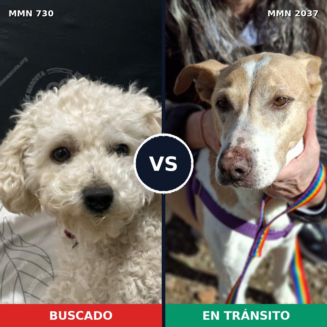 Comparativa MMS 51809: mascota perdida y mascota encontrada, 34% de similitud