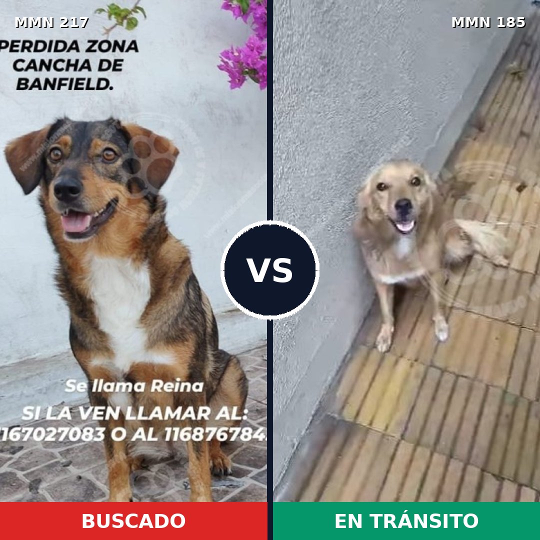 Comparativa MMS 5181: mascota perdida y mascota encontrada, 63% de similitud