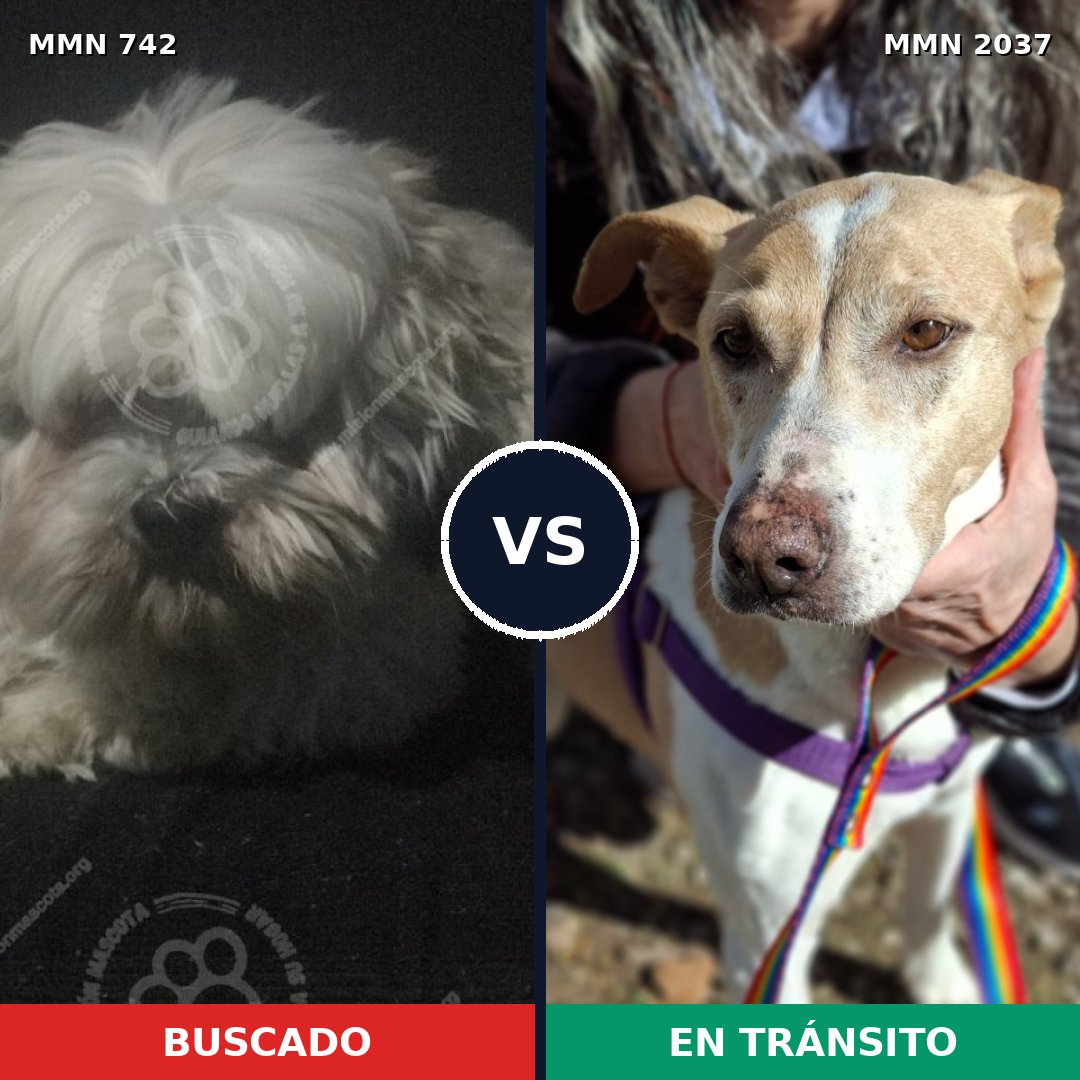 Comparativa MMS 51810: mascota perdida y mascota encontrada, 43% de similitud