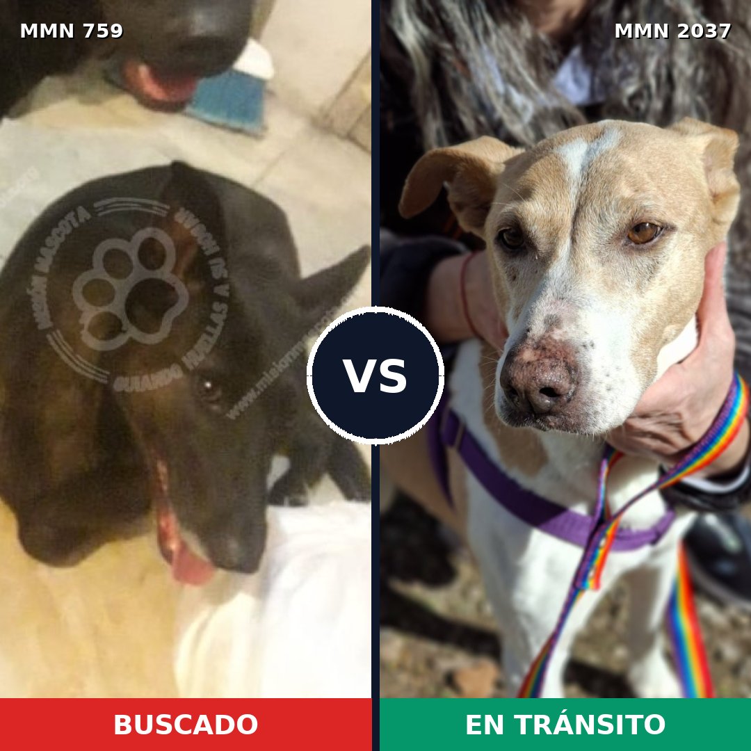 Comparativa MMS 51811: mascota perdida y mascota encontrada, 36% de similitud