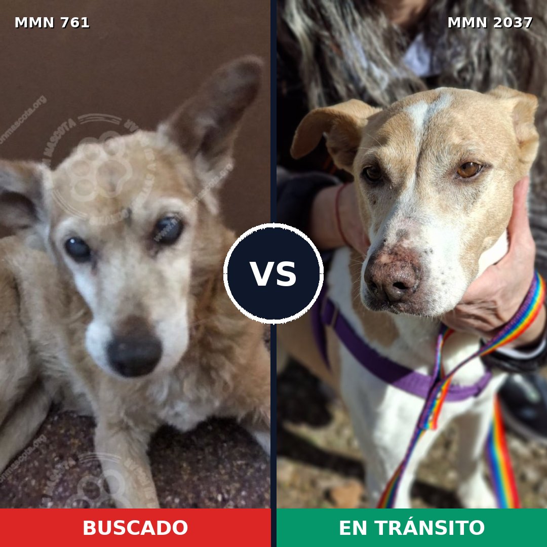 Comparativa MMS 51812: mascota perdida y mascota encontrada, 61% de similitud