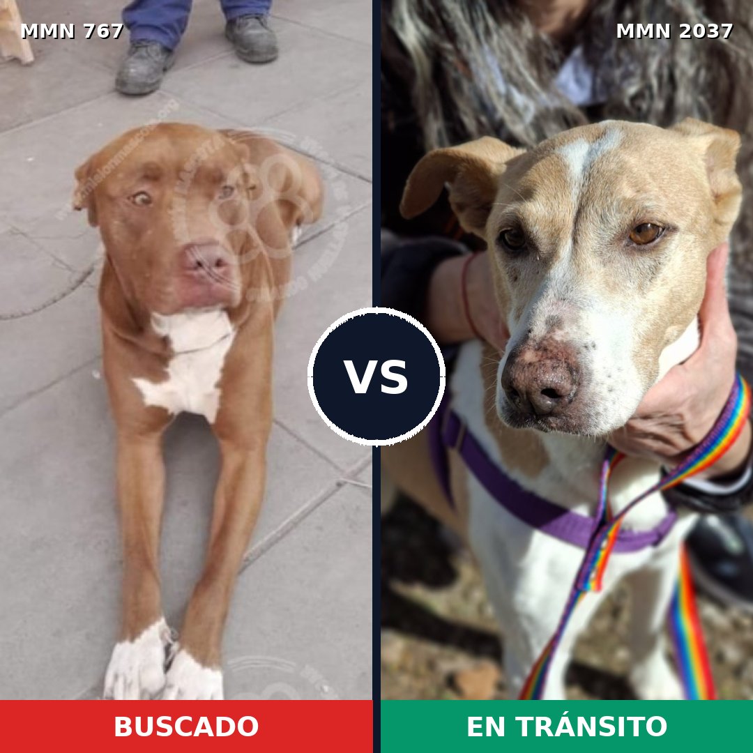 Comparativa MMS 51813: mascota perdida y mascota encontrada, 48% de similitud