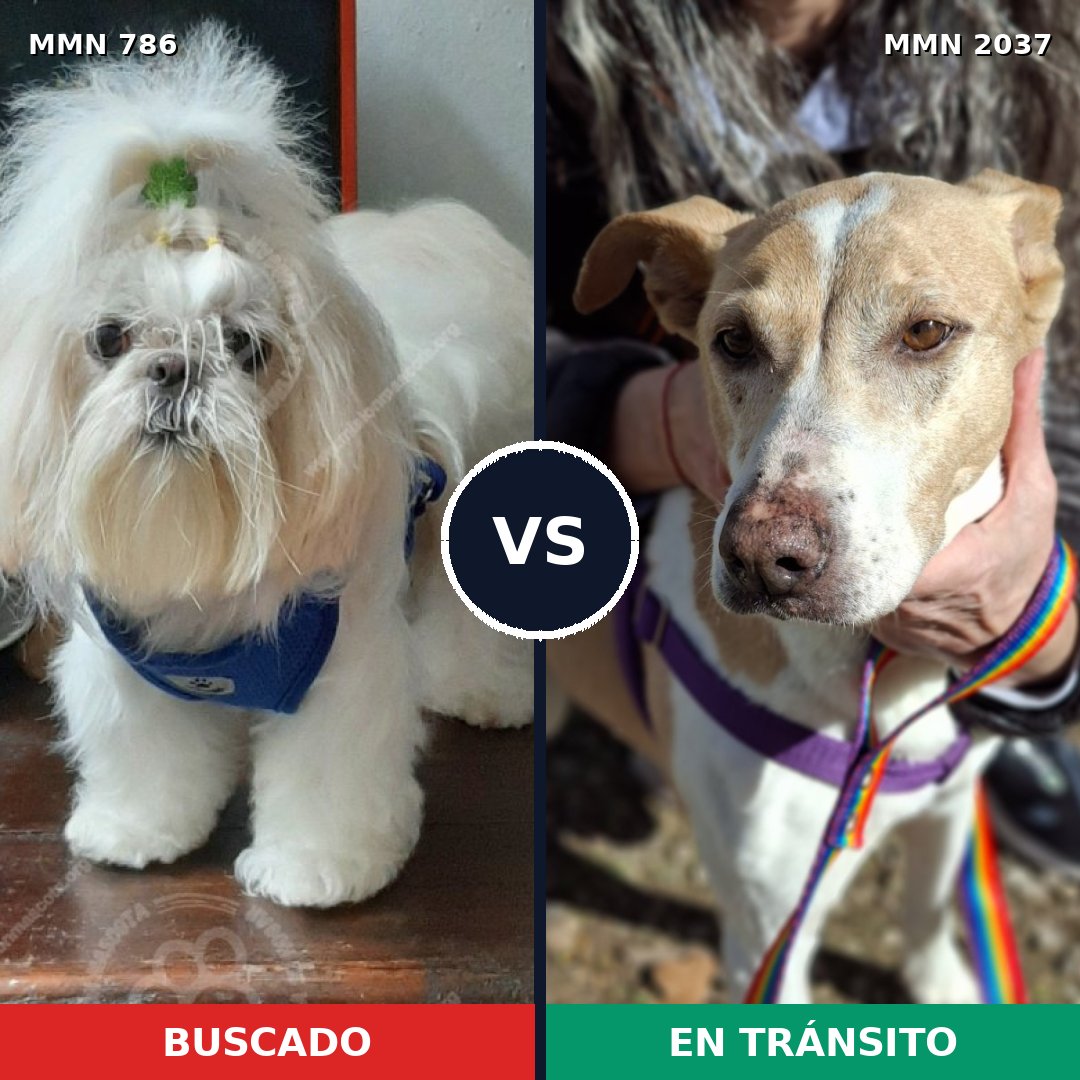 Comparativa MMS 51814: mascota perdida y mascota encontrada, 34% de similitud