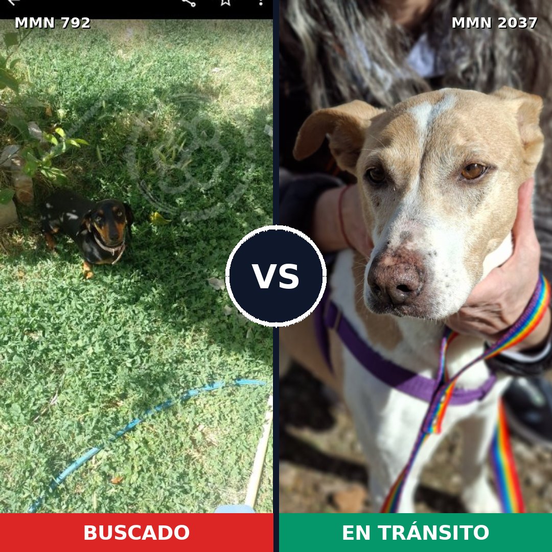 Comparativa MMS 51815: mascota perdida y mascota encontrada, 15% de similitud