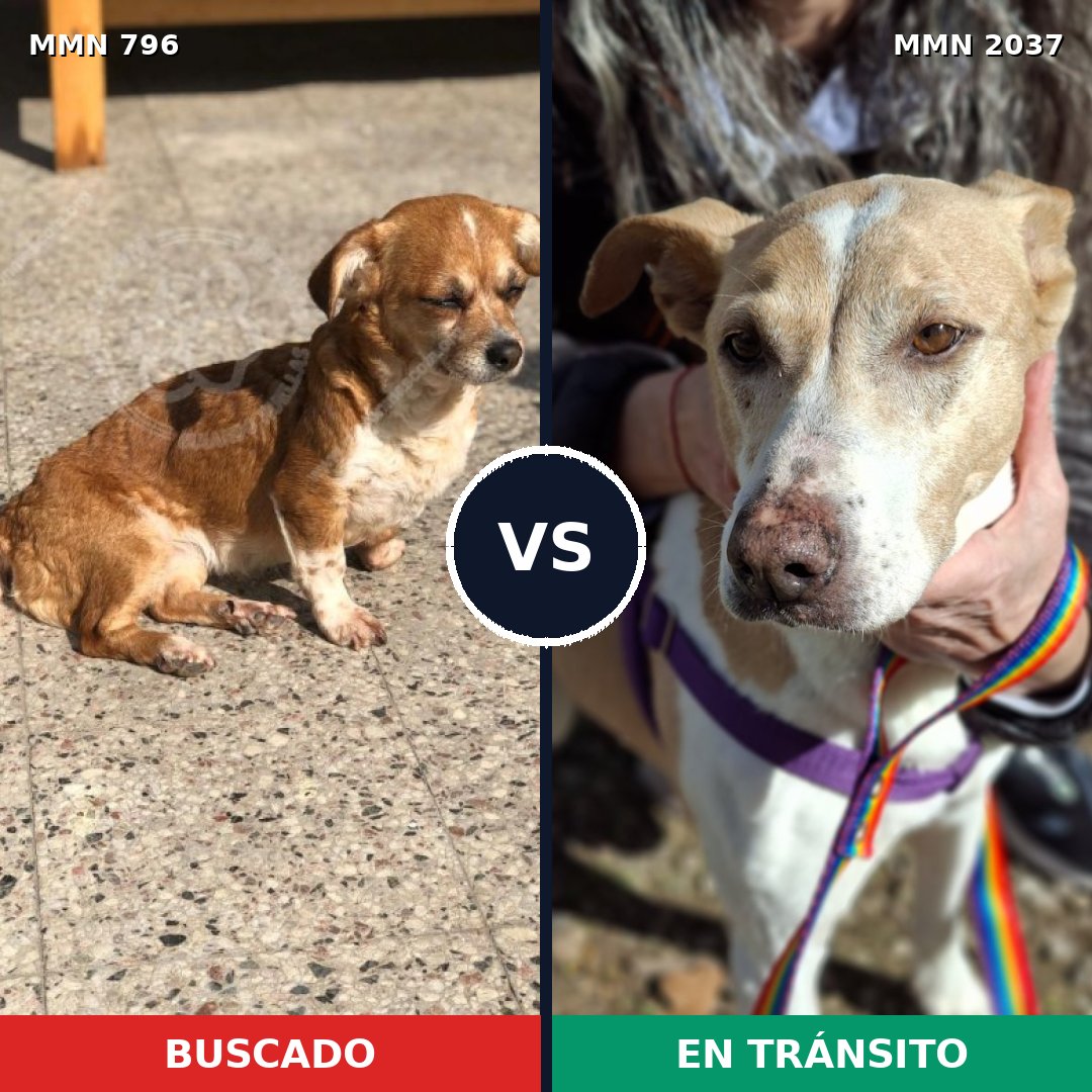 Comparativa MMS 51816: mascota perdida y mascota encontrada, 57% de similitud
