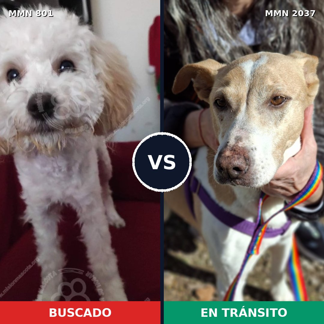 Comparativa MMS 51817: mascota perdida y mascota encontrada, 34% de similitud