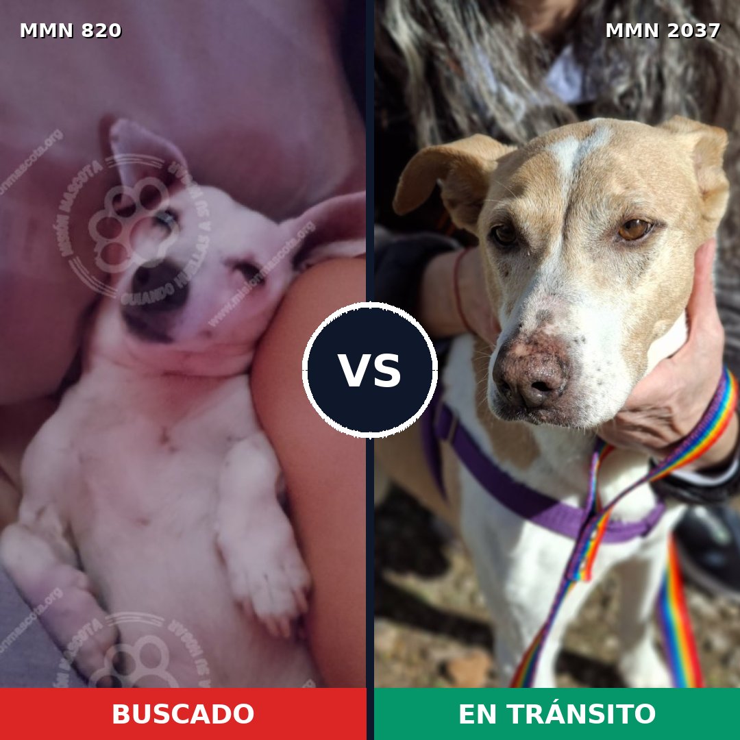 Comparativa MMS 51819: mascota perdida y mascota encontrada, 41% de similitud