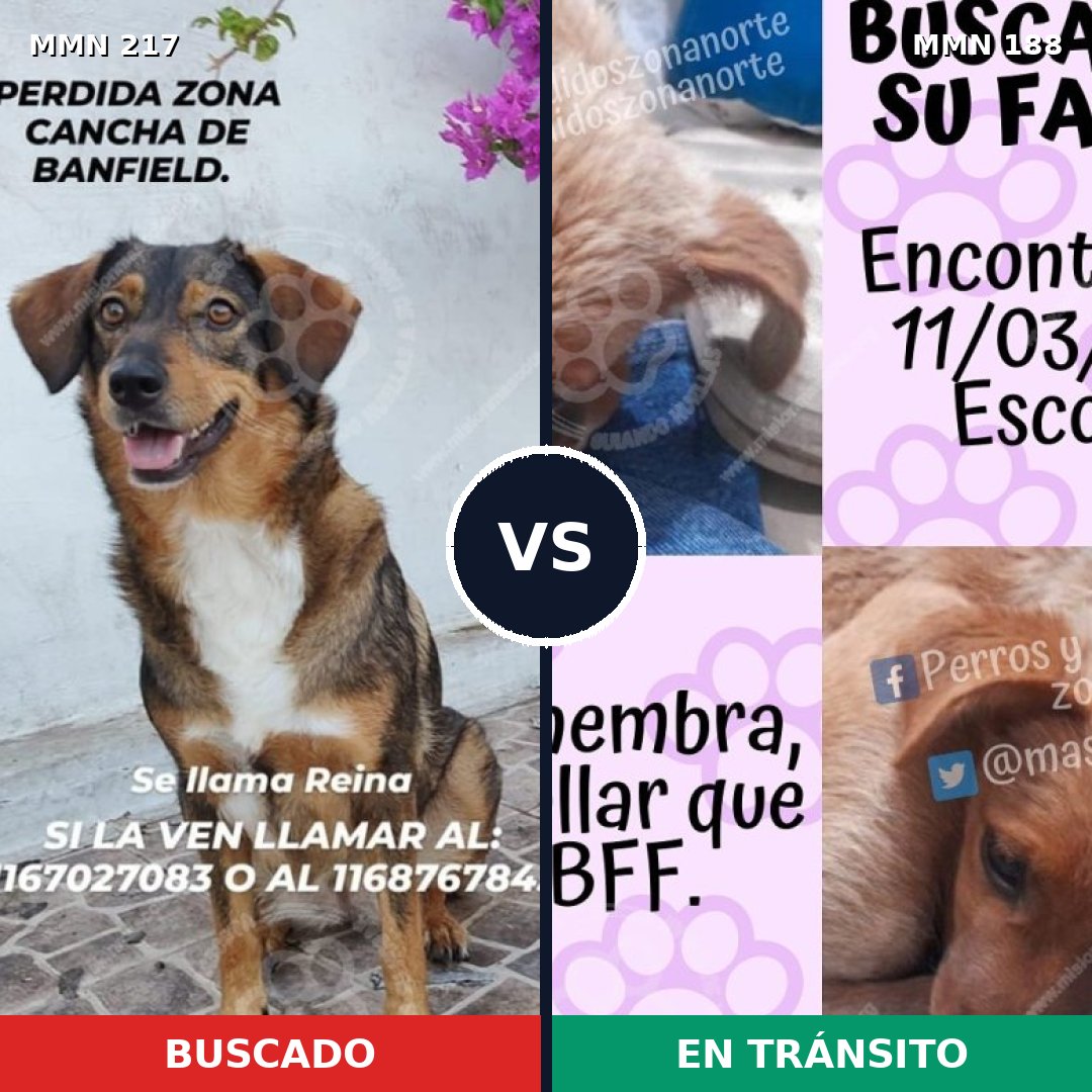 Comparativa MMS 5182: mascota perdida y mascota encontrada, 10% de similitud
