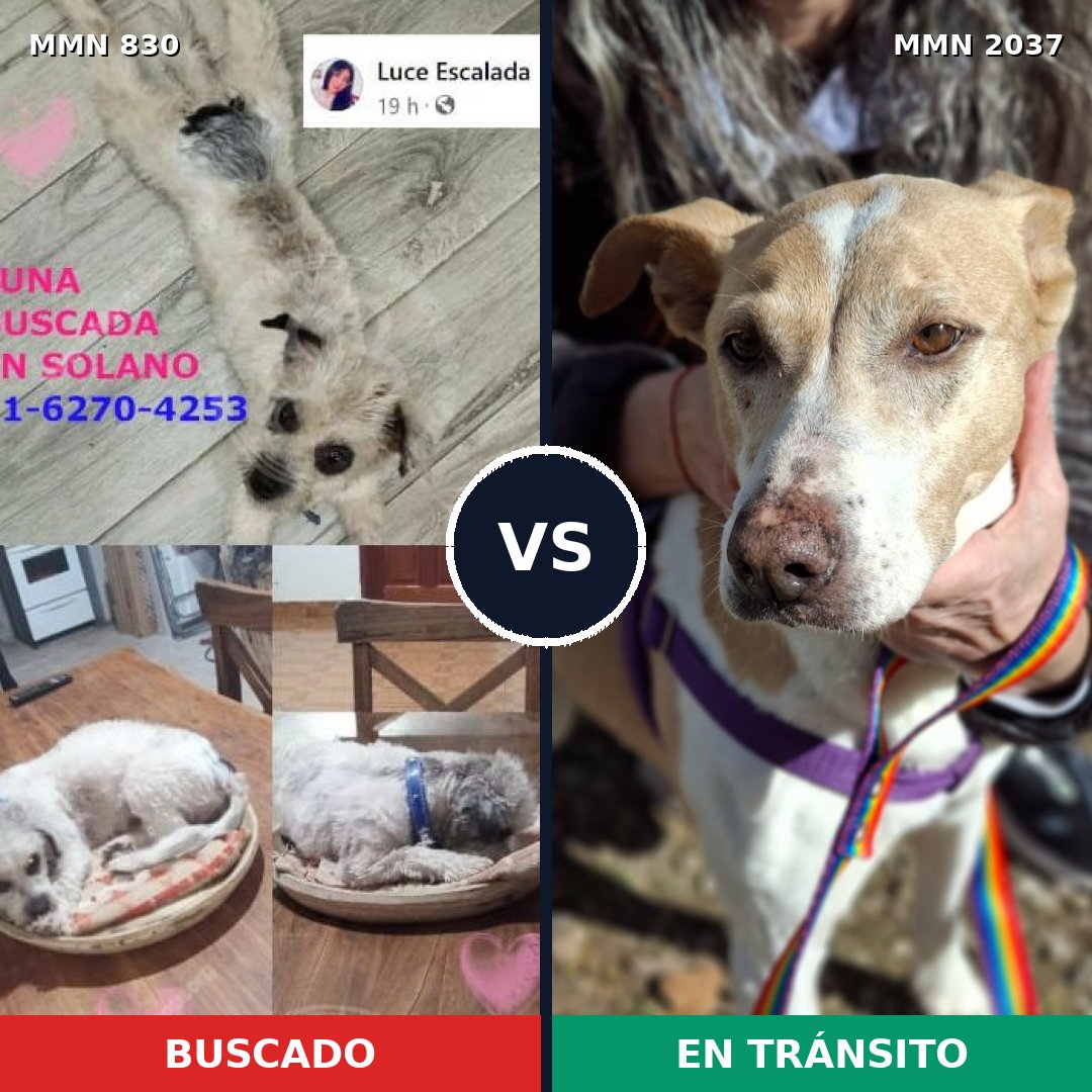 Comparativa MMS 51821: mascota perdida y mascota encontrada, 31% de similitud
