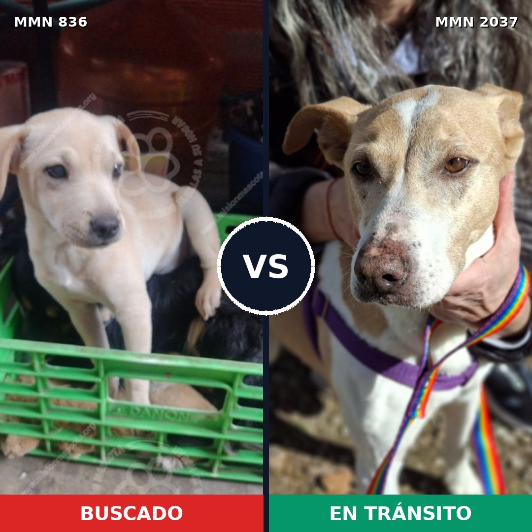 Comparativa MMS 51823: mascota perdida y mascota encontrada, 42% de similitud