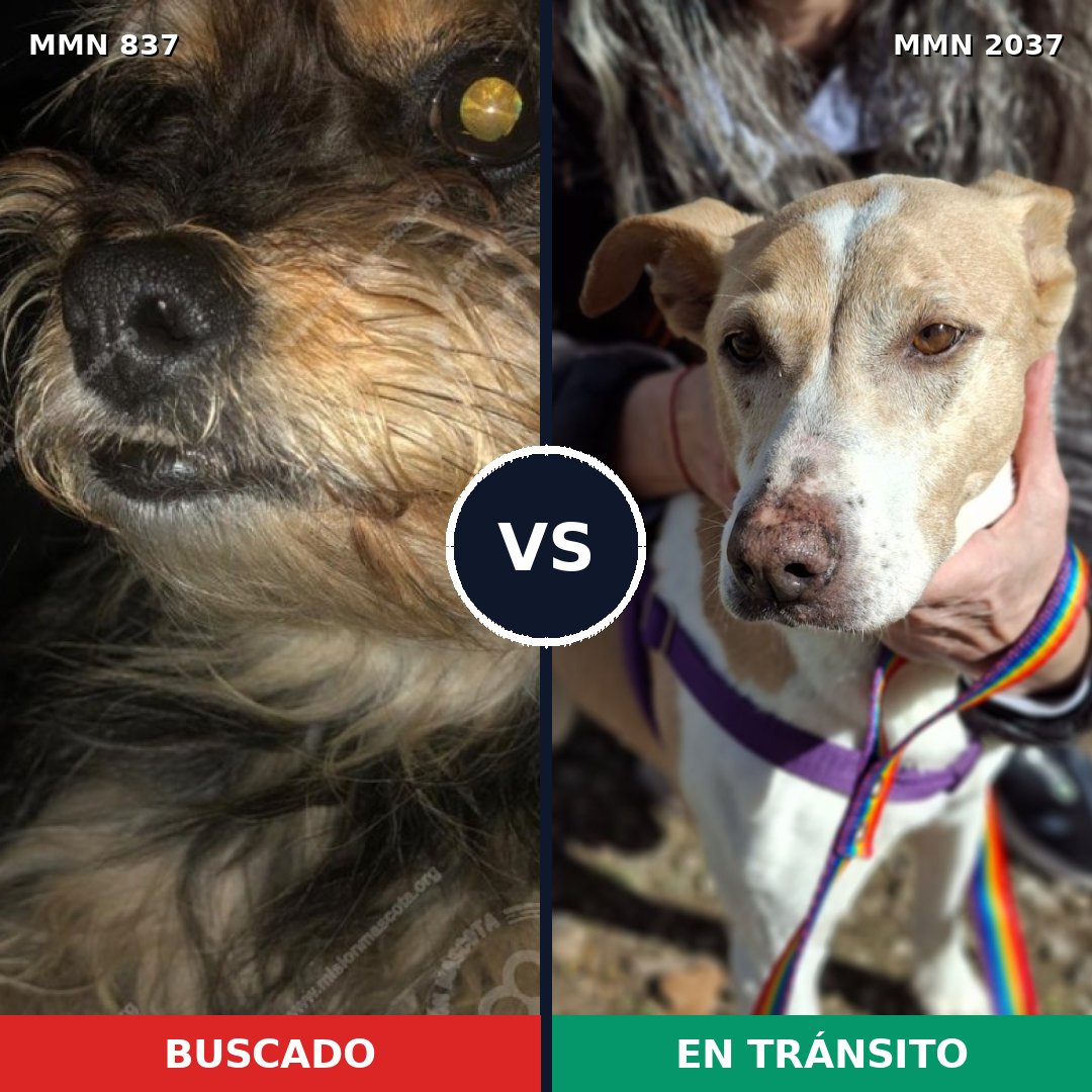 Comparativa MMS 51824: mascota perdida y mascota encontrada, 35% de similitud