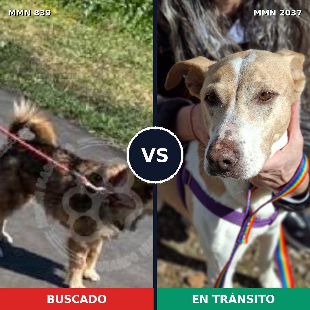 Comparativa MMS 51825: mascota perdida y mascota encontrada, 59% de similitud