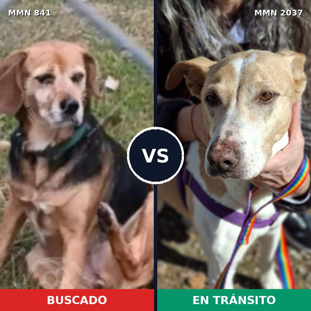 Comparativa MMS 51826: mascota perdida y mascota encontrada, 61% de similitud