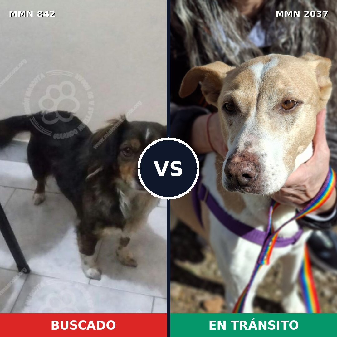 Comparativa MMS 51827: mascota perdida y mascota encontrada, 50% de similitud