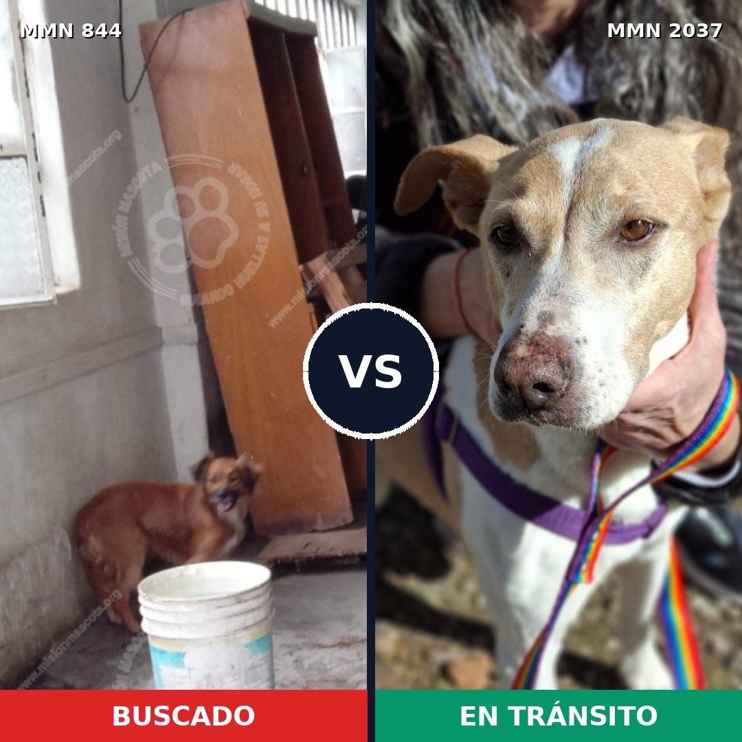 Comparativa MMS 51828: mascota perdida y mascota encontrada, 77% de similitud