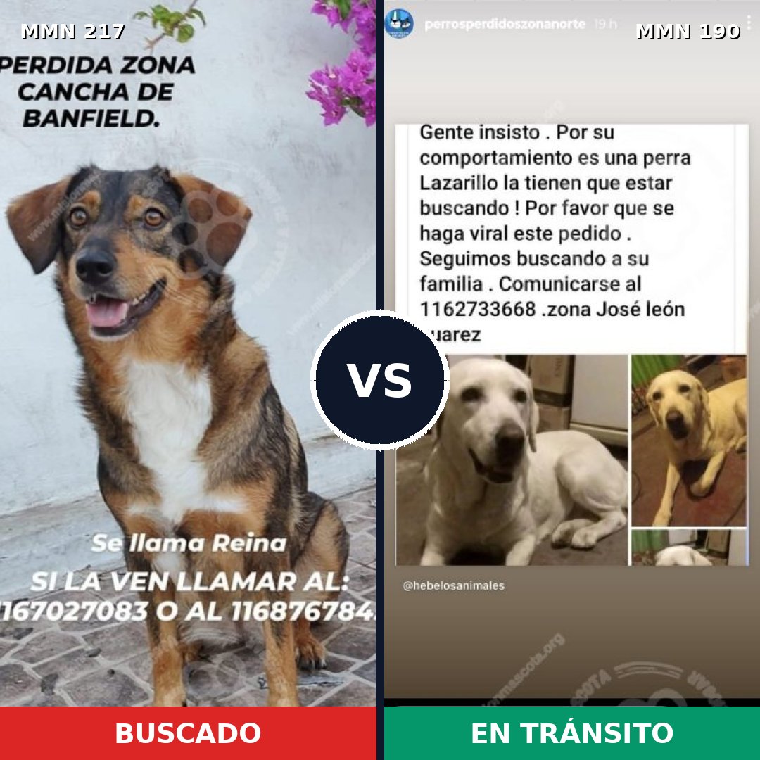 Comparativa MMS 5183: mascota perdida y mascota encontrada, 10% de similitud