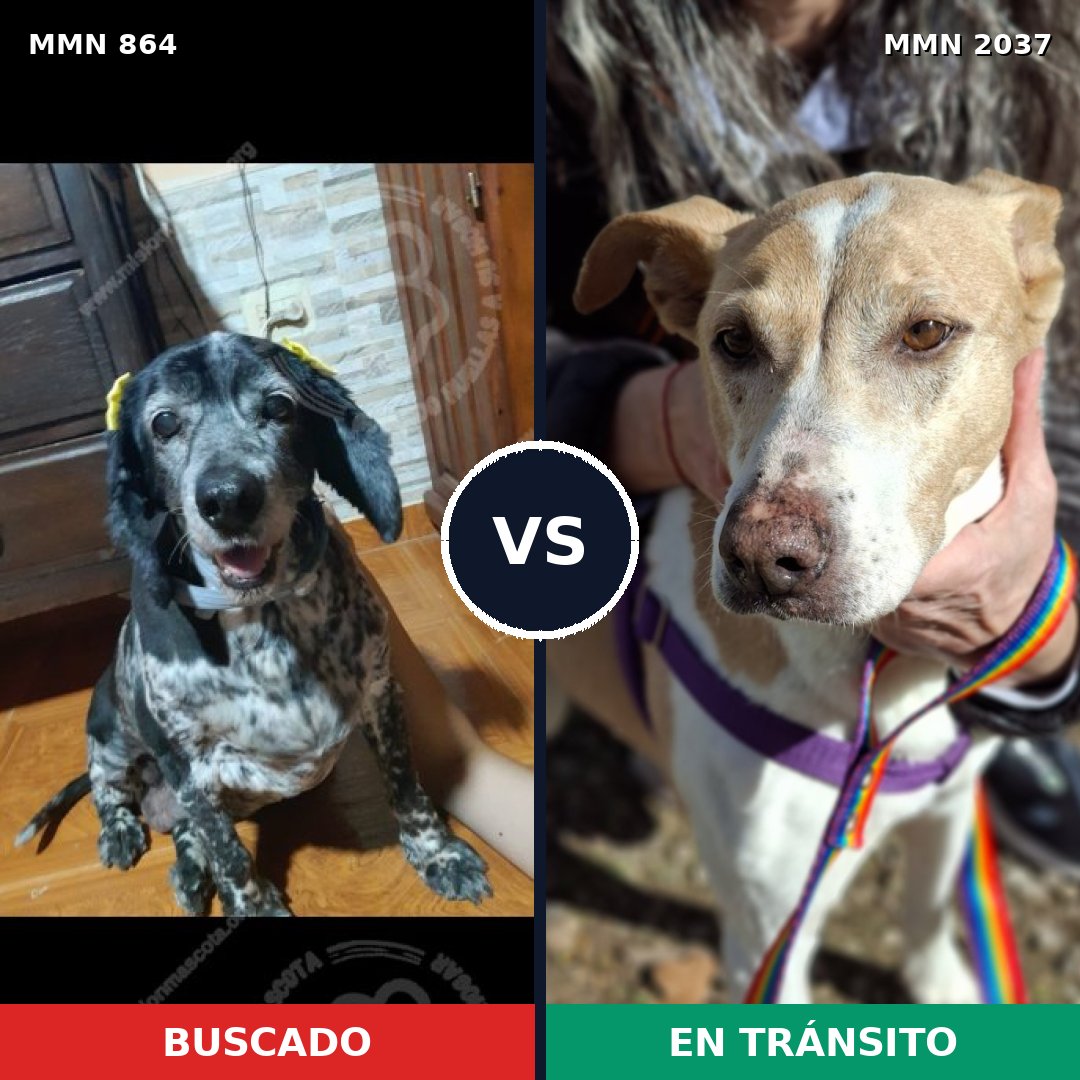 Comparativa MMS 51830: mascota perdida y mascota encontrada, 27% de similitud