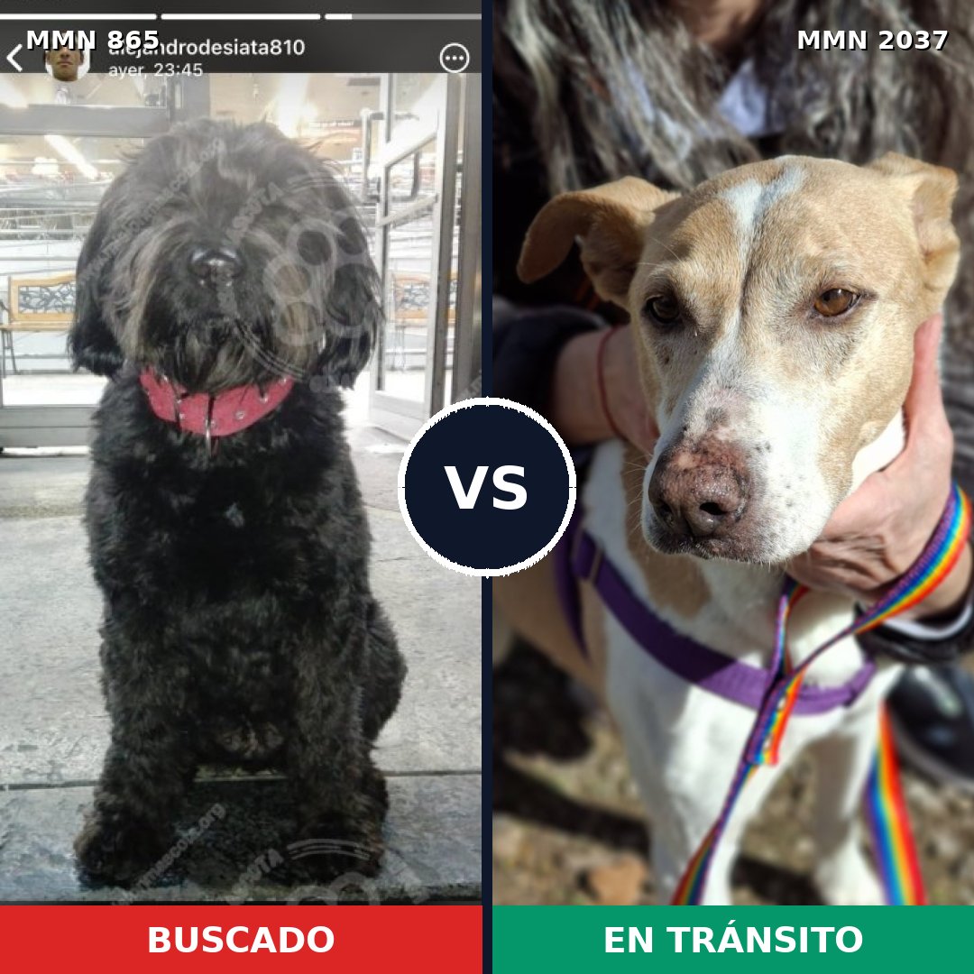 Comparativa MMS 51831: mascota perdida y mascota encontrada, 40% de similitud
