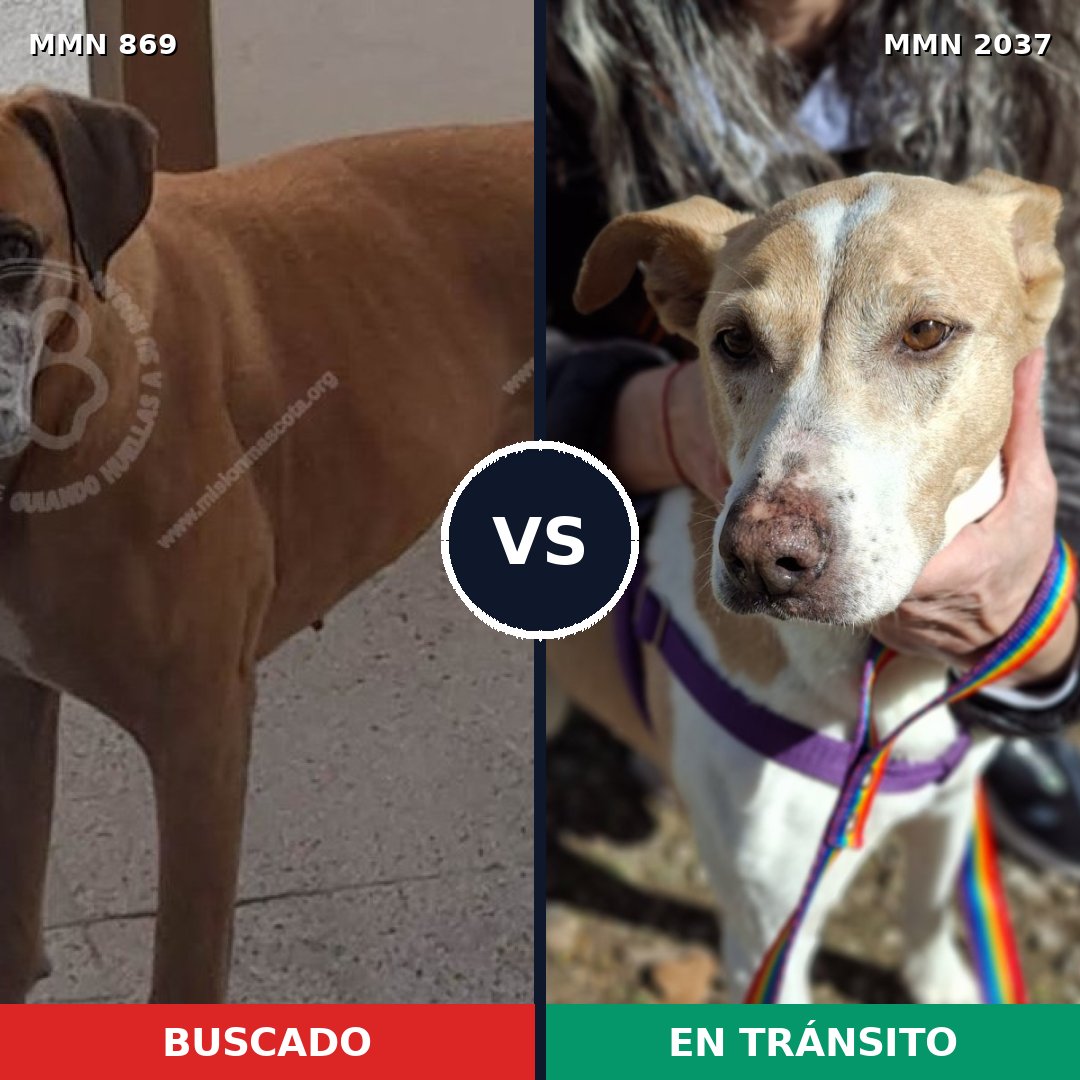 Comparativa MMS 51832: mascota perdida y mascota encontrada, 51% de similitud