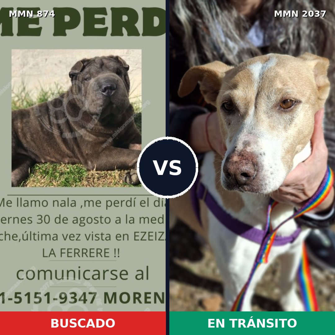 Comparativa MMS 51833: mascota perdida y mascota encontrada, 41% de similitud