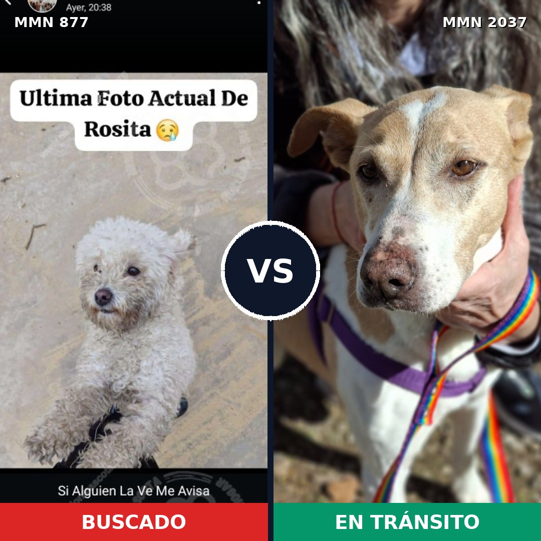 Comparativa MMS 51834: mascota perdida y mascota encontrada, 42% de similitud