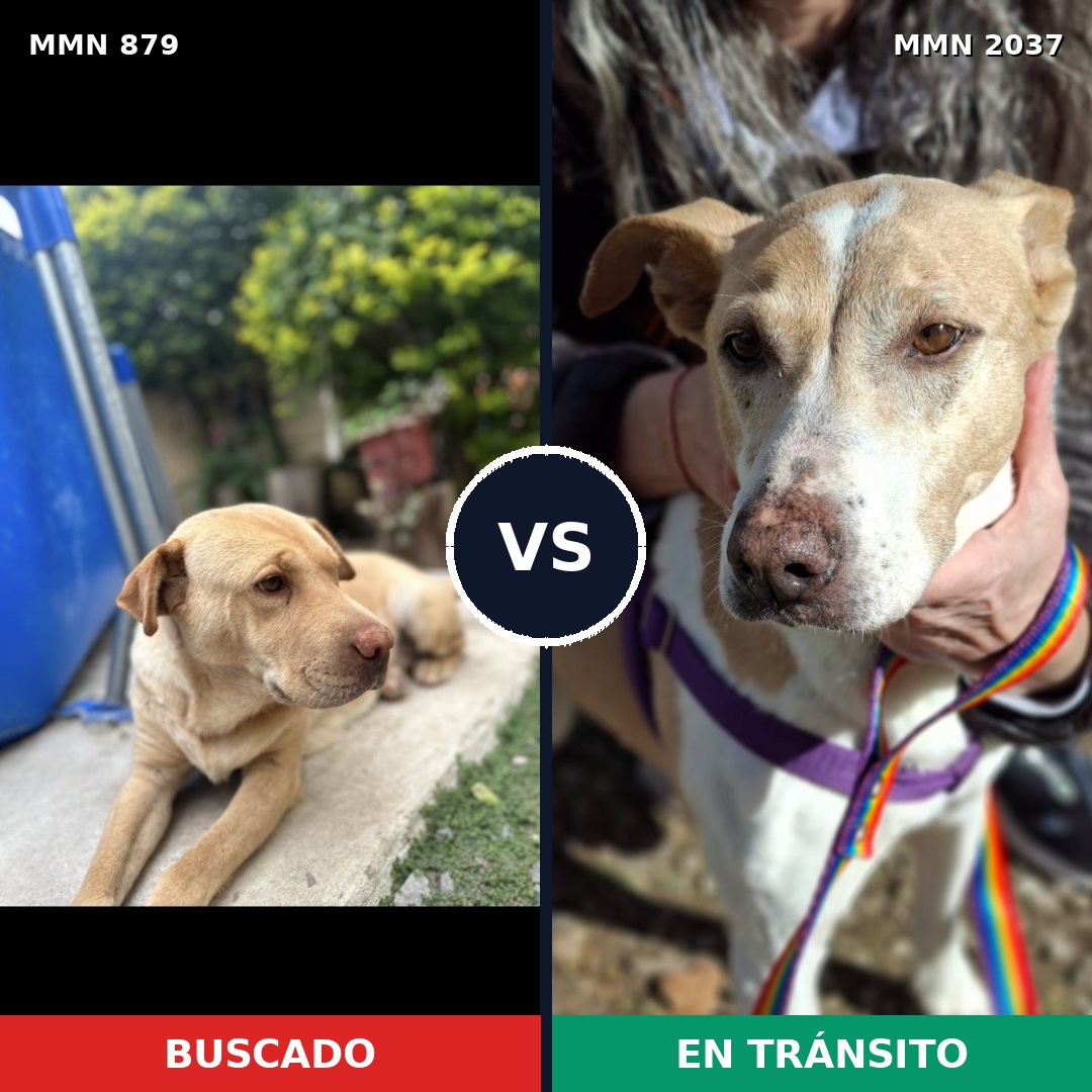 Comparativa MMS 51835: mascota perdida y mascota encontrada, 42% de similitud
