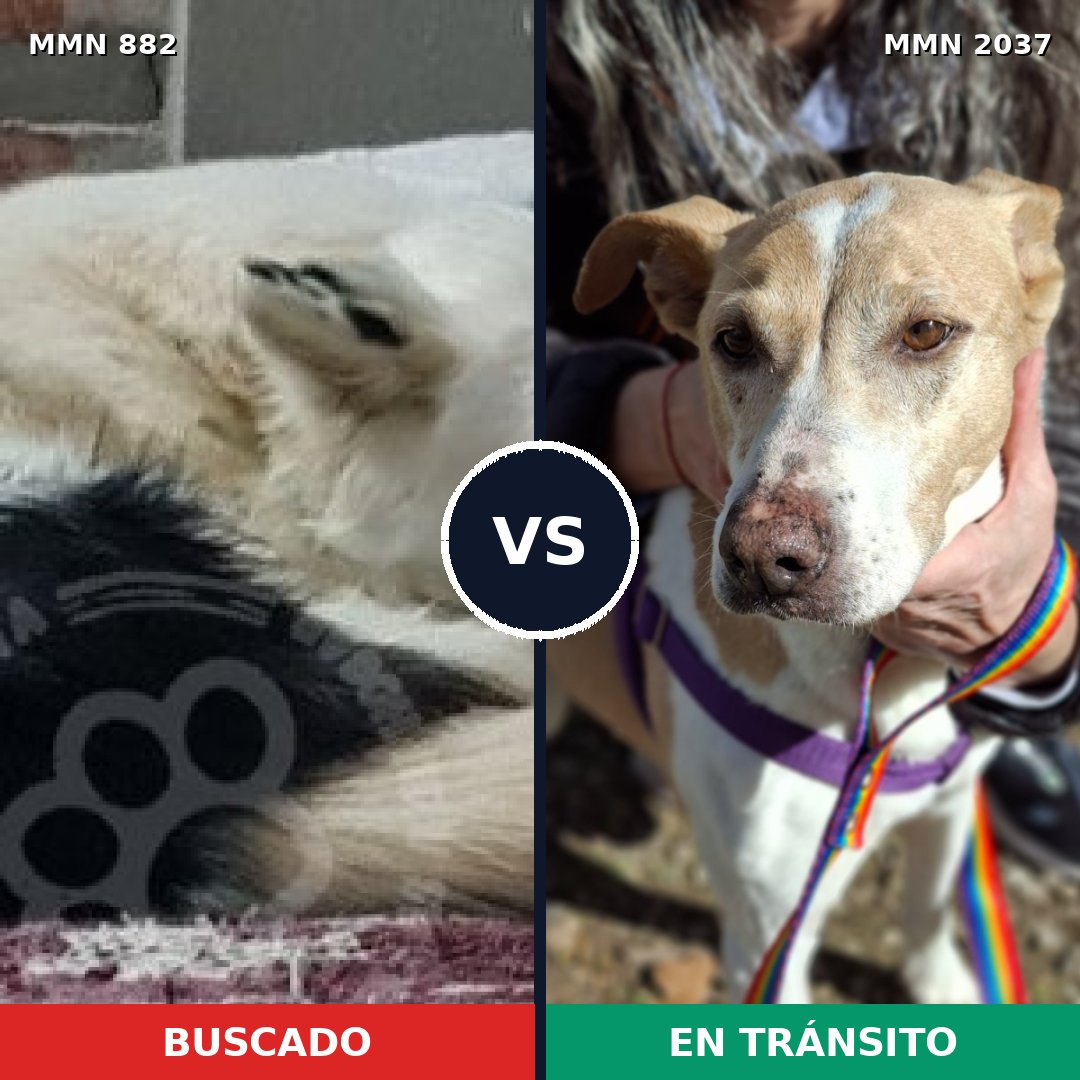 Comparativa MMS 51836: mascota perdida y mascota encontrada, 43% de similitud