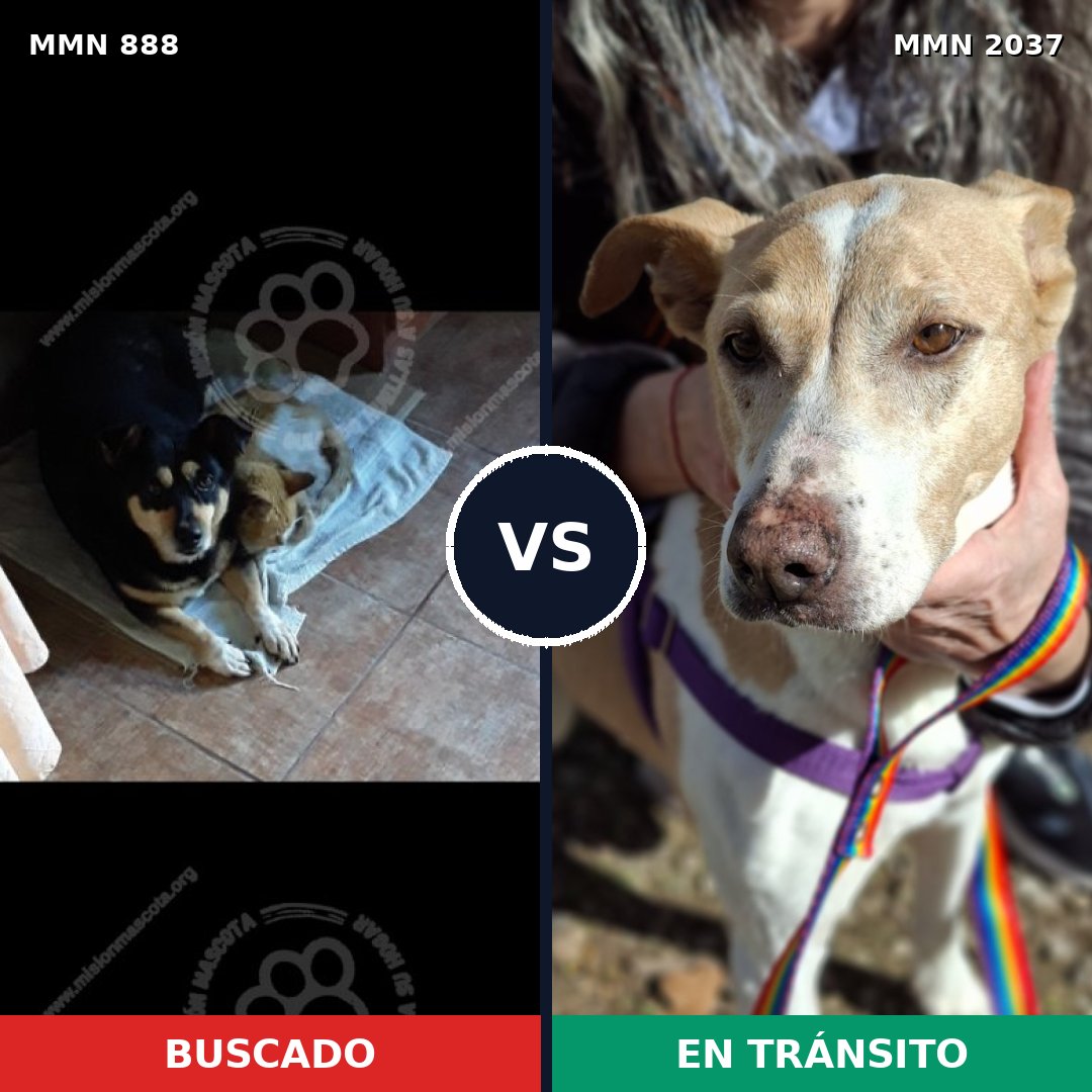 Comparativa MMS 51837: mascota perdida y mascota encontrada, 76% de similitud