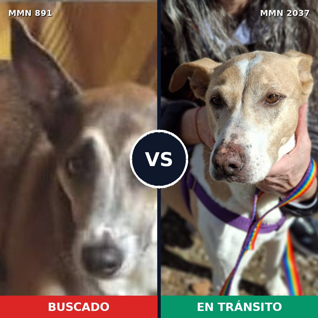 Comparativa MMS 51838: mascota perdida y mascota encontrada, 81% de similitud