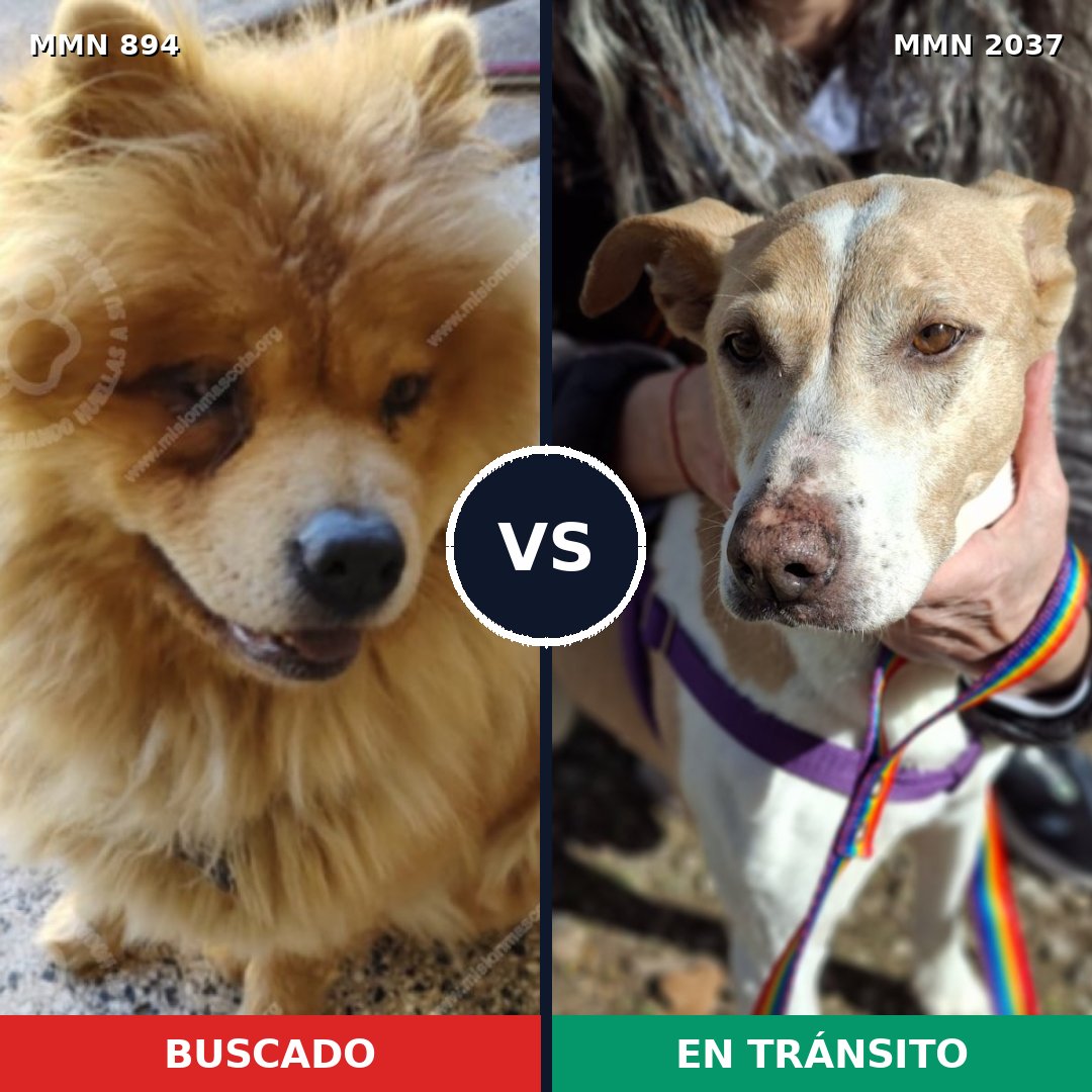Comparativa MMS 51839: mascota perdida y mascota encontrada, 41% de similitud