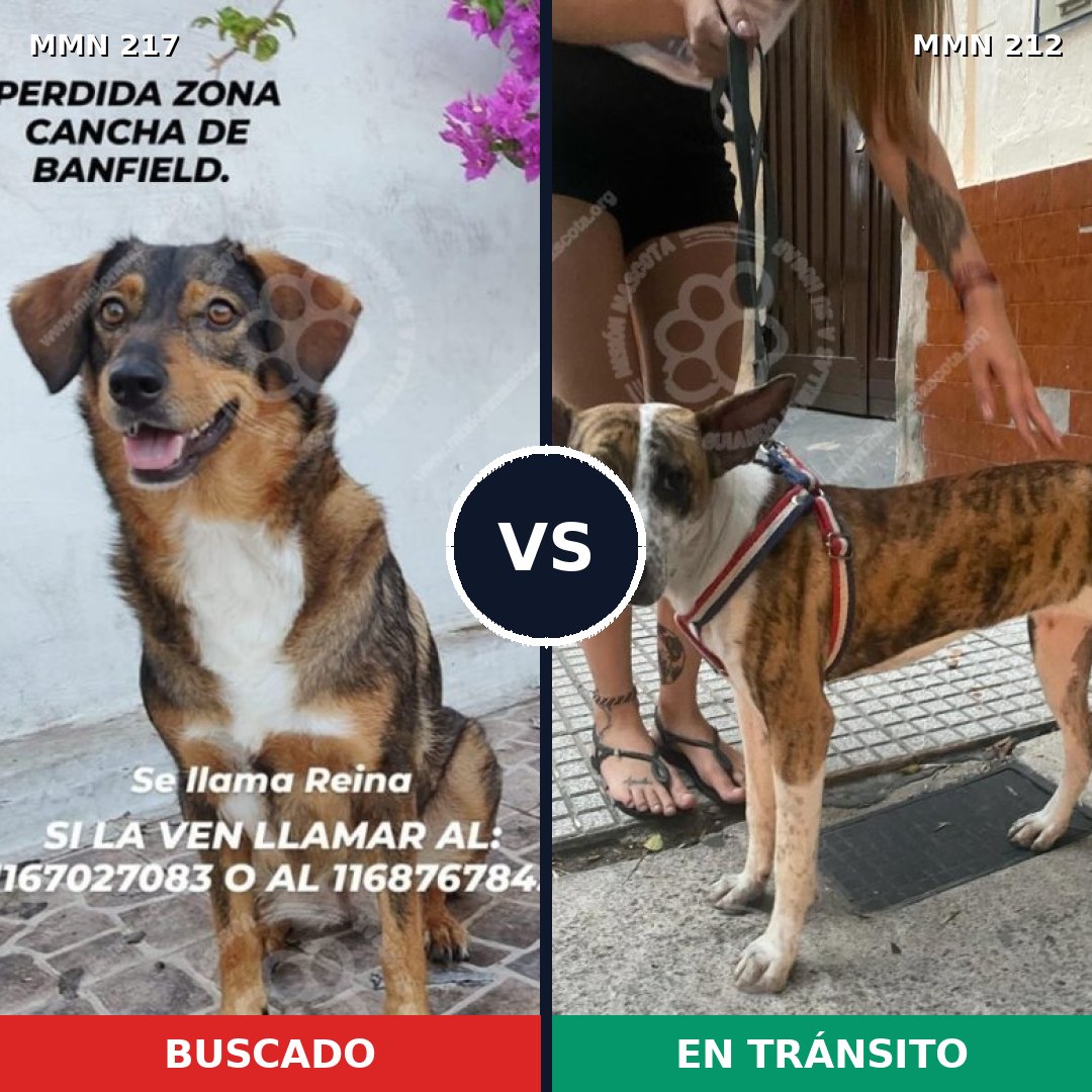 Comparativa MMS 5184: mascota perdida y mascota encontrada, 61% de similitud