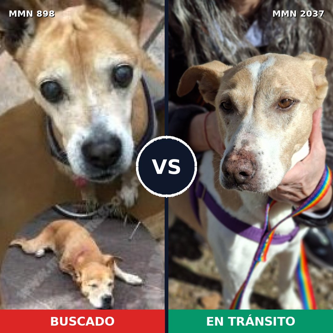 Comparativa MMS 51840: mascota perdida y mascota encontrada, 40% de similitud