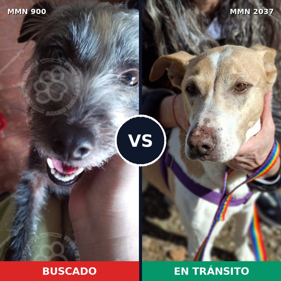 Comparativa MMS 51841: mascota perdida y mascota encontrada, 31% de similitud