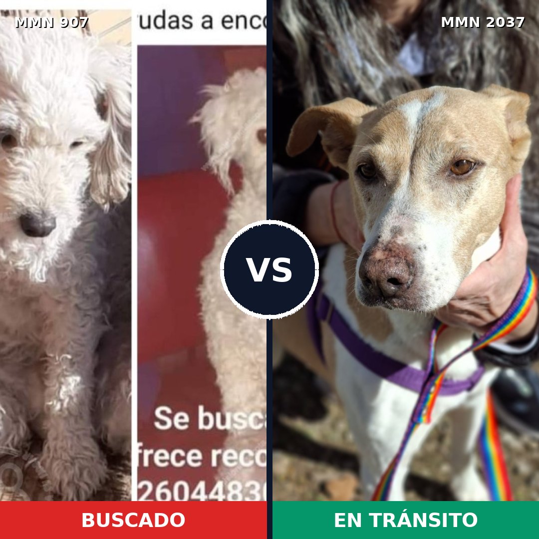 Comparativa MMS 51842: mascota perdida y mascota encontrada, 38% de similitud