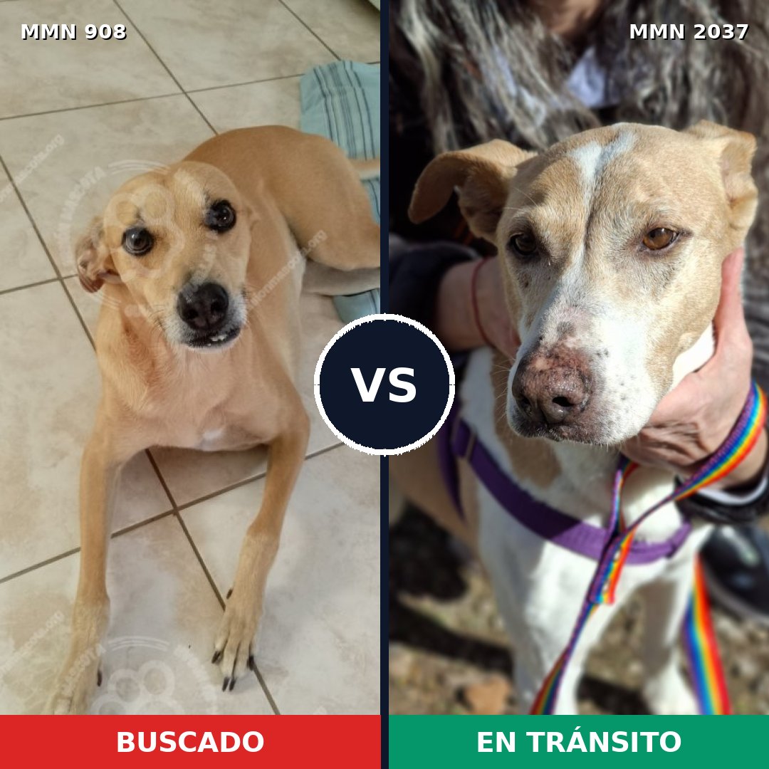 Comparativa MMS 51843: mascota perdida y mascota encontrada, 53% de similitud