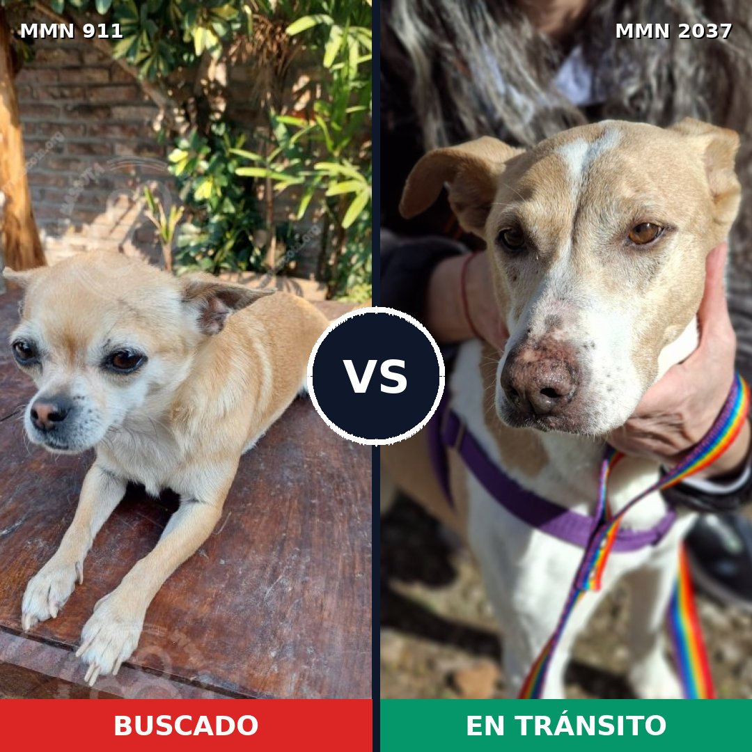 Comparativa MMS 51844: mascota perdida y mascota encontrada, 36% de similitud