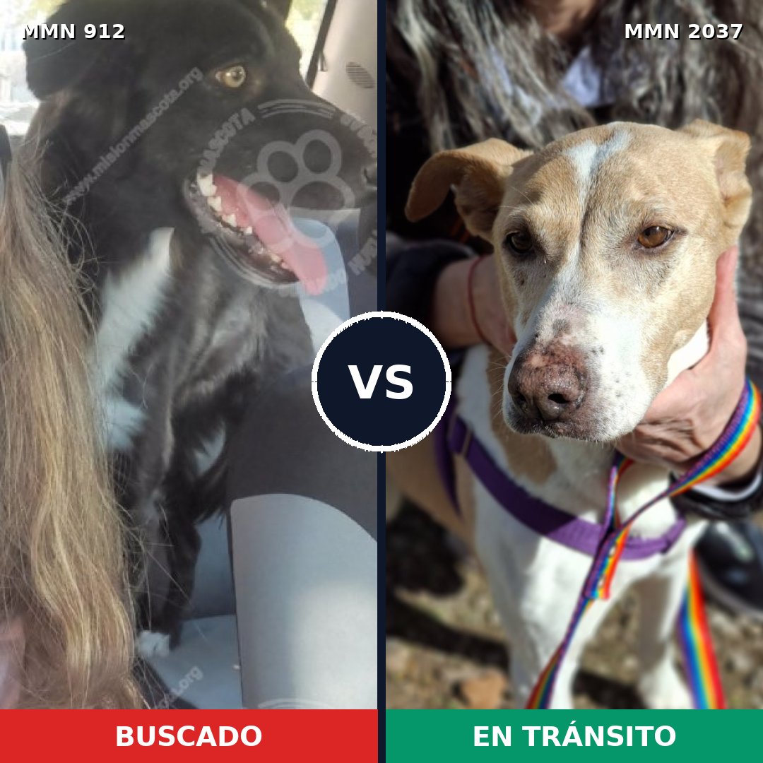 Comparativa MMS 51845: mascota perdida y mascota encontrada, 49% de similitud
