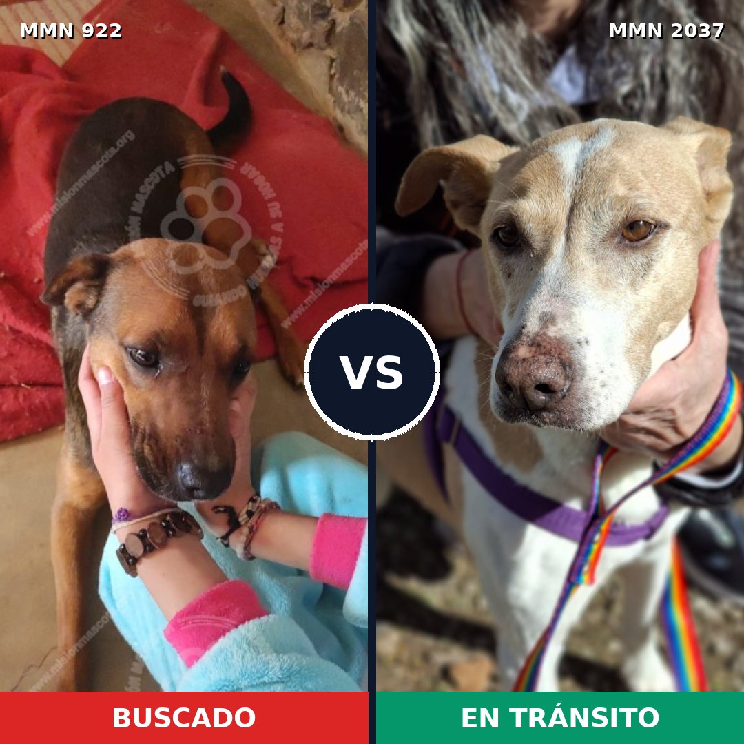 Comparativa MMS 51847: mascota perdida y mascota encontrada, 35% de similitud