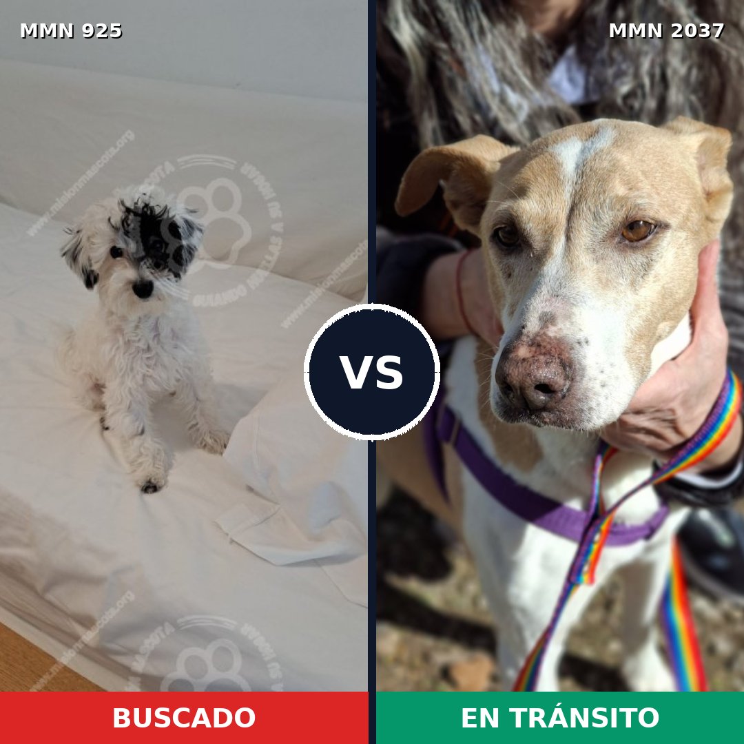 Comparativa MMS 51848: mascota perdida y mascota encontrada, 41% de similitud