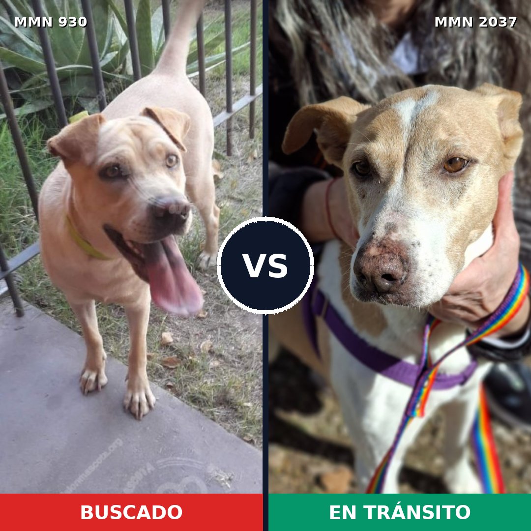 Comparativa MMS 51849: mascota perdida y mascota encontrada, 43% de similitud