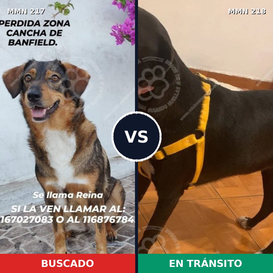 Comparativa MMS 5185: mascota perdida y mascota encontrada, 71% de similitud