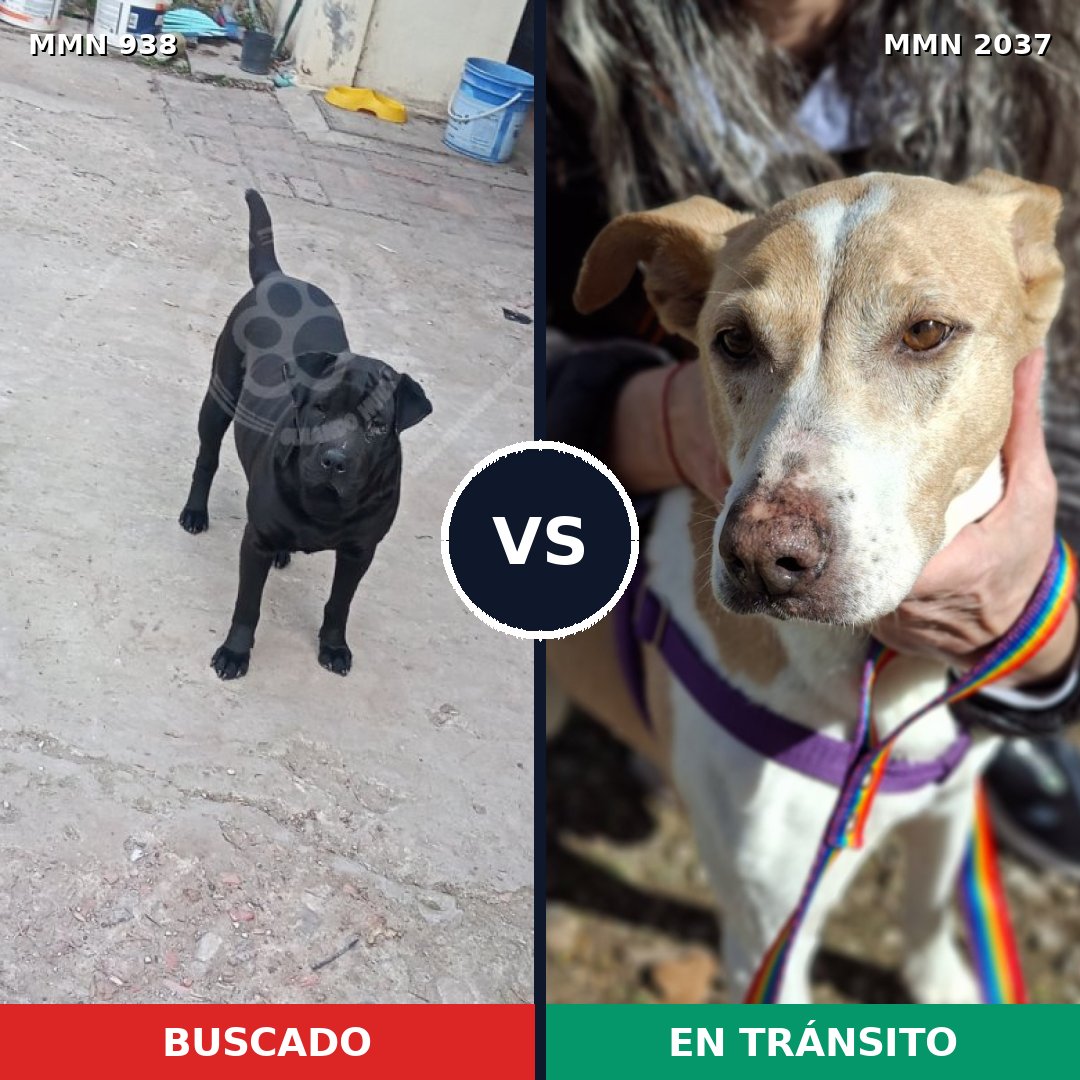 Comparativa MMS 51850: mascota perdida y mascota encontrada, 42% de similitud