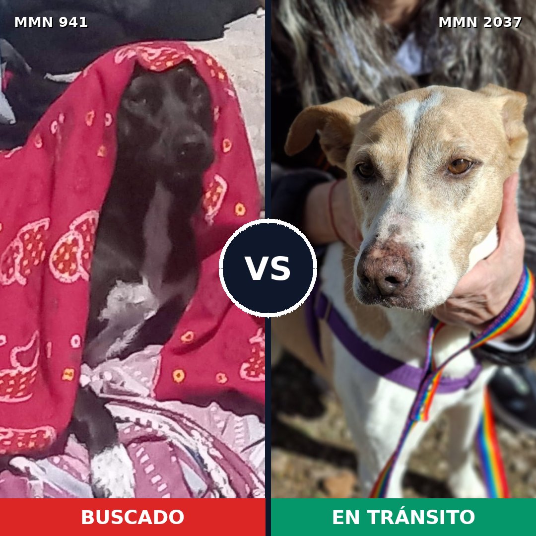 Comparativa MMS 51851: mascota perdida y mascota encontrada, 81% de similitud