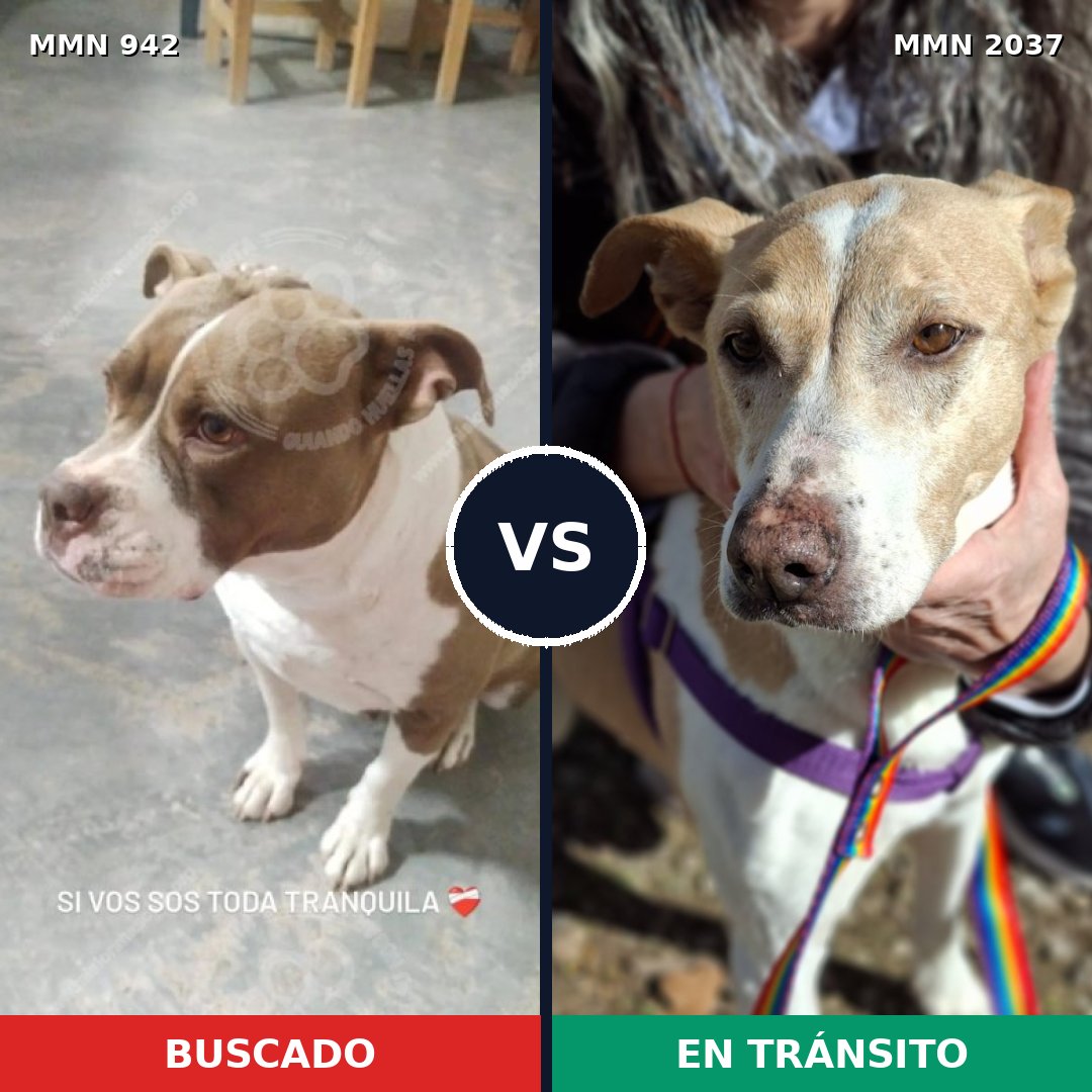 Comparativa MMS 51852: mascota perdida y mascota encontrada, 38% de similitud