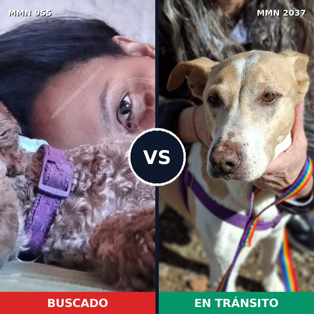 Comparativa MMS 51853: mascota perdida y mascota encontrada, 26% de similitud